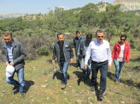 Mersin Mut'ta Yabani Zeytin Ağaçlarına Aşılama Çalışmaları Sürüyor