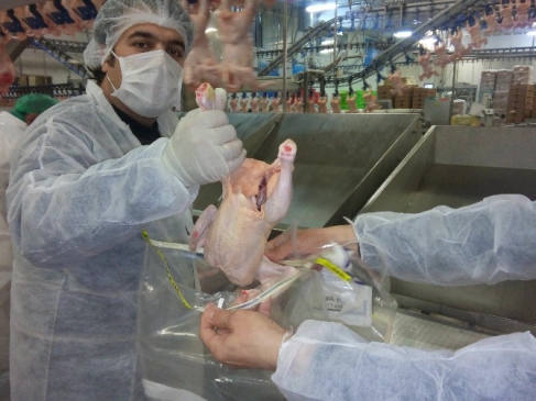 Bilecik'te Kanatlı Hayvan ve Gıdalarda Salmonella İzleme Çalışması Başlatıldı