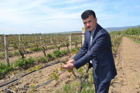 Manisa Turgutlu'da Zirai Don Nedeniyle Üreticiler Zor Durumda