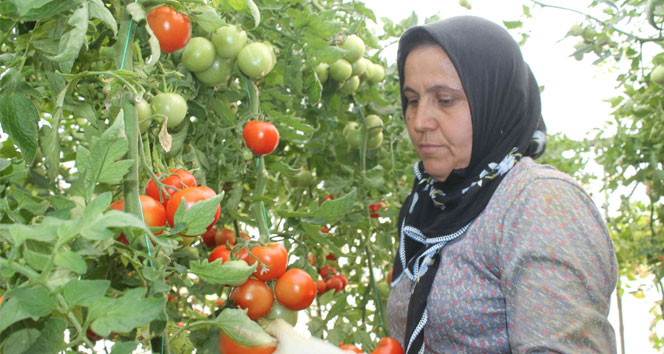 Muğla Fethiye'de Domates Fiyatları Çiftçilerin Yüzünü Güldürüyor