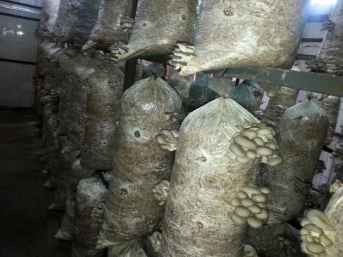 Sakarya Akyazı'da Kayın Mantarı Üretimi İki Arkadaşla Gelişiyor