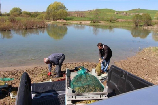 Diyarbakır Sur'da Kurbağa Kaçakçılığı Yapan 5 Kişiye 193 Bin Lira Ceza Kesildi
