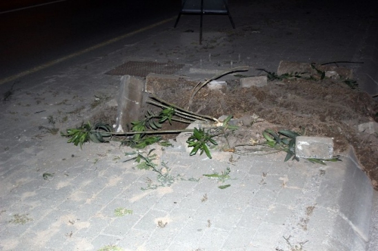 İzmir Karşıyaka'da Tramvay Hattı İçin Yüzlerce Ağaç Kesildi