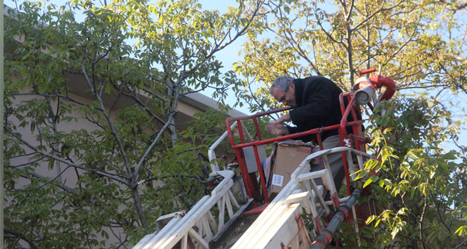 Sinop Merkez'de Ağaçta Sıkışan Arılar İtfaiye Tarafından Kurtarıldı