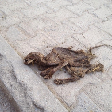 Kocaeli İzmit'te Esrarengiz Hayvan 200 Tavuğu Telef Etti