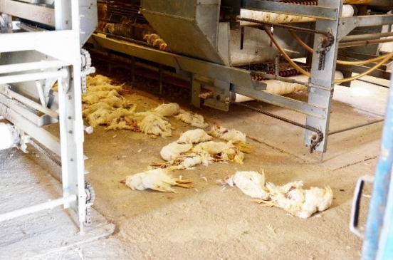 Balıkesir Bandırma'da Kuş Gribi Nedeniyle Kanatlı Hayvanlar Telef Oluyor