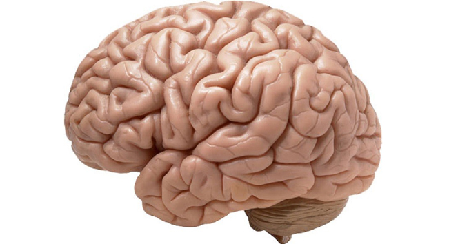 Beyin Hakkında Yaygın Efsaneler ve Doğru Bilgiler