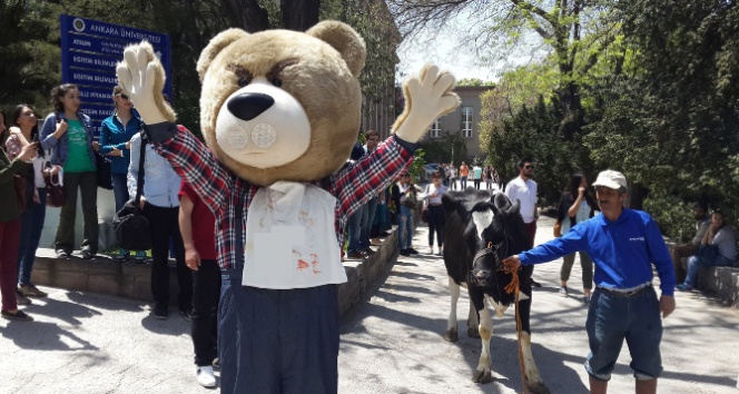 Ankara'da İnek Bayramı’nda İnek Olmadan Yürüyüş Yapıldı