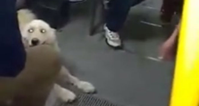 Isparta'da Halk Otobüsüne Binen Köpek Yolcuları Şaşırttı