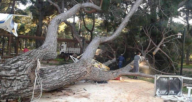 Antalya Döşemealtı'nda 70 Yıllık Çam Ağacı Devrildi, Maddi Zarar 10 Bin TL