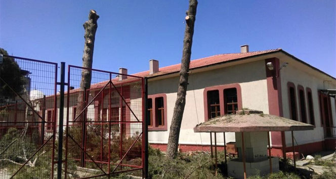 Salihli'de Fırtına Nedeniyle Tehlike Oluşturan Ağaçlar Kesildi