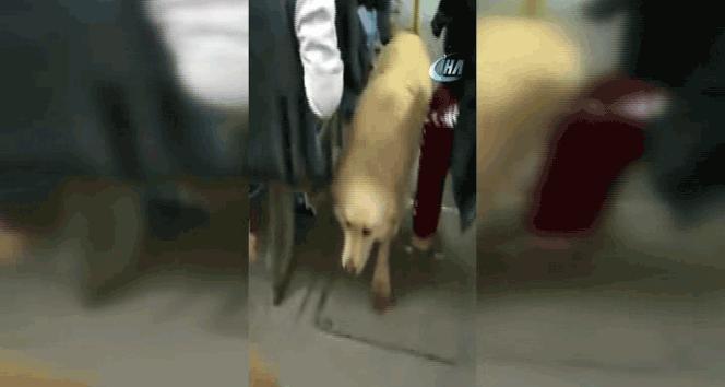 Isparta'da Halk Otobüsüne Binen Sokak Köpeği Yolcuları Şaşırttı