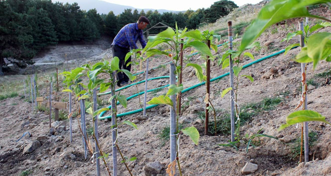 Kaz Dağları'nda Yerli Tohum Çalışmaları Başlatan Bilim İnsanları, Erdoğan'a Teşekkür Etti