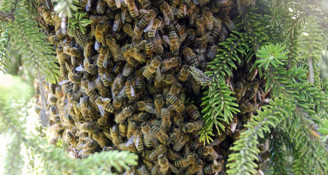 Tokat Kemer Mahallesi'nde Kovanından Kaçan Arılar Çam Ağacında Kümelendi