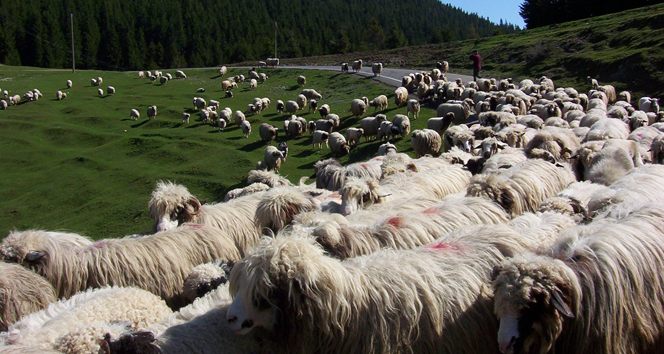 Karadeniz'de Yaz Göçü: Hayvan Sahipleri Yaylalara Gidiyor