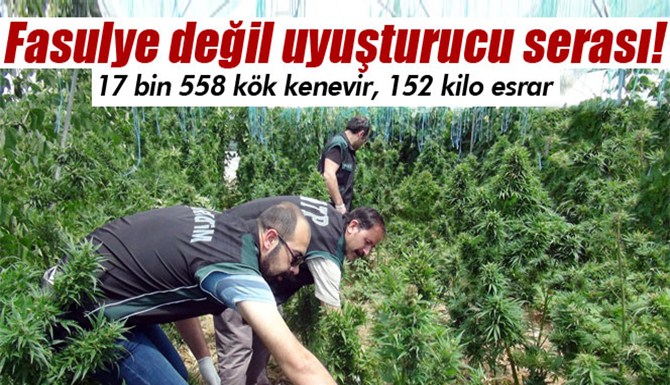 Mersin Akdeniz'deki Fasulye Serasında 152 Kilo Esrar ve Kenevir Ele Geçirildi