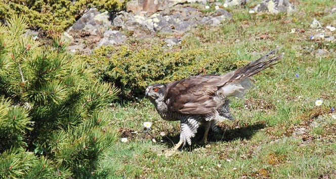 Tokat Merkez'de Tedavi Edilen Kuşlar Doğaya Bırakıldı