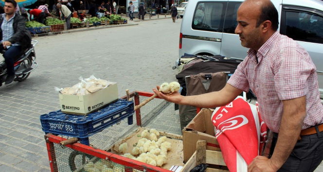 Kilis'te Ebeveynleri İkna Eden Çocuklar Civciv Alıyor