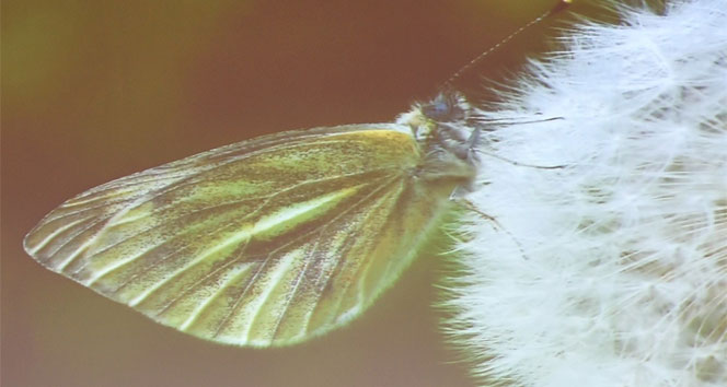 Gümüşhane'de 14 Ülkeden Daha Fazla Kelebek Çeşidi Bulunuyor