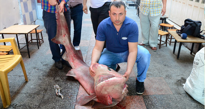 Mersin'de Balıkçılar 12 Mil Açıkta 400 Kiloluk Köpek Balığı Yakaladı