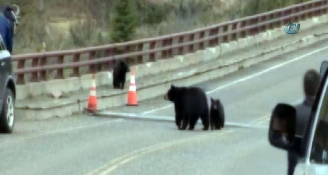 Yellowstone Ulusal Parkı'nda Turistleri Kovalayan Anne Ayı ve Yavruları