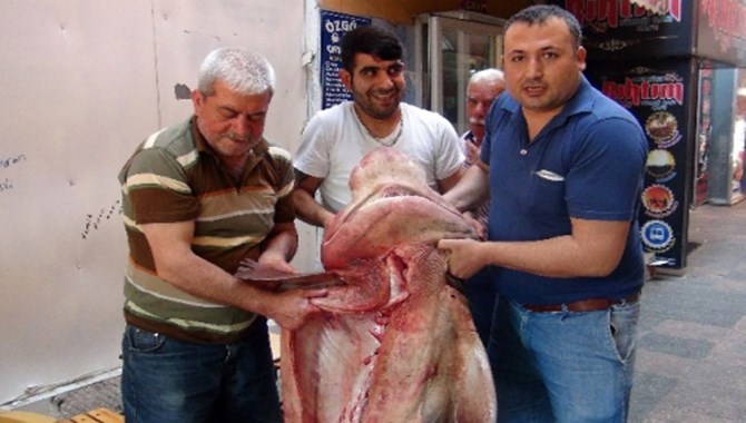 Mersin'de Balıkçılar, 12 Mil Açıkta 400 Kiloluk Camgöz Cinsi Köpek Balığı Yakaladı