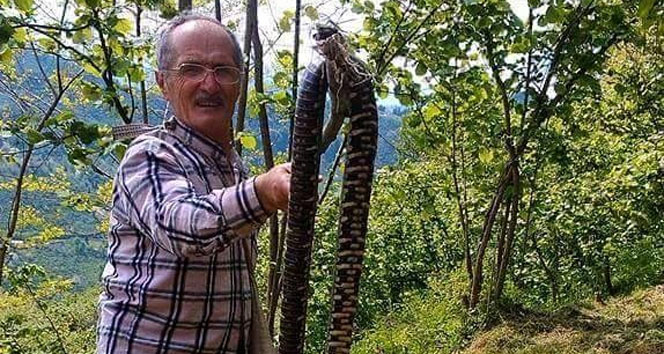 Ordu'da Fındık Bahçesinde 3 Metrelik Yılan Bulundu