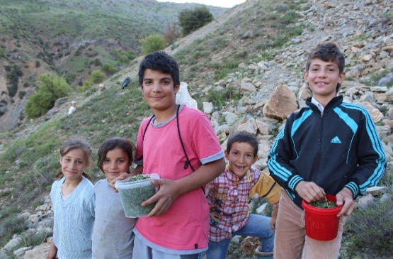 Batman Kozluk'ta Çocuklar Kekik Satarak Okul Harçlıklarını Çıkartıyor