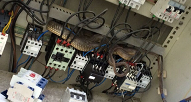 Sakarya Akyazı'da Elektrik Trafo'sundan 2 Metrelik Yılan Çıktı