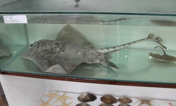 Elazığ'da 120 Çeşit Balığın Yer Aldığı Balık Müzesi Kuruldu