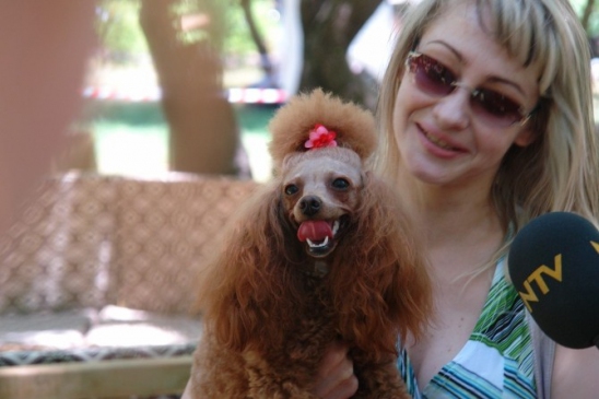 Marmaris'te Gerçekleşecek Köpek Güzellik Yarışması Geliri Barınağa Bağışlanacak