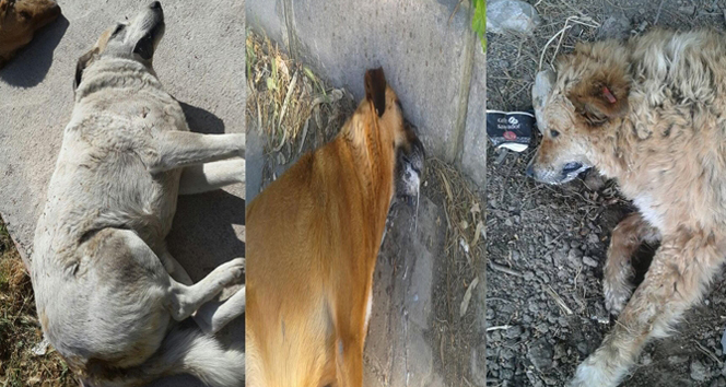 Ege Üniversitesi Kampüsü'nde Zehirli Kıyma Yiyen 15 Köpek Telef Oldu