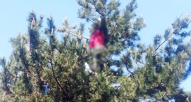 Bursa Yıldırım'da Ormanlık Alanda 10 Metre Yükseklikte Kadın Cesedi Bulundu