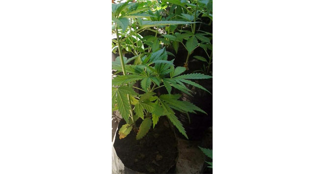 Manisa Turgutlu'da Yapılan Operasyonda 104 Kök Kenevir Ele Geçirildi