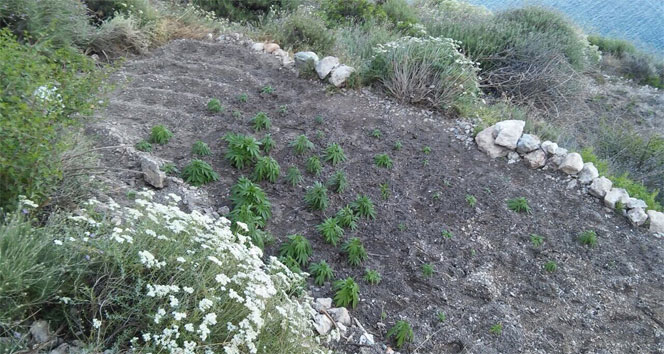 Muğla Datça'da Jandarma, Hint Keneviri Yetiştiren Şüpheliyi Suçüstü Yakaladı