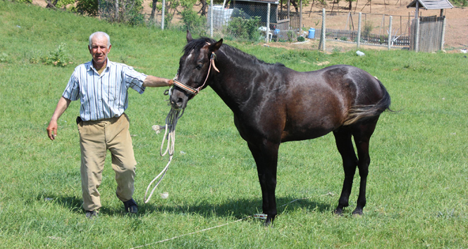 Edirne Merkez'de Çalışan Çoban Sağlık Sorunları Nedeniyle İşi Bıraktı