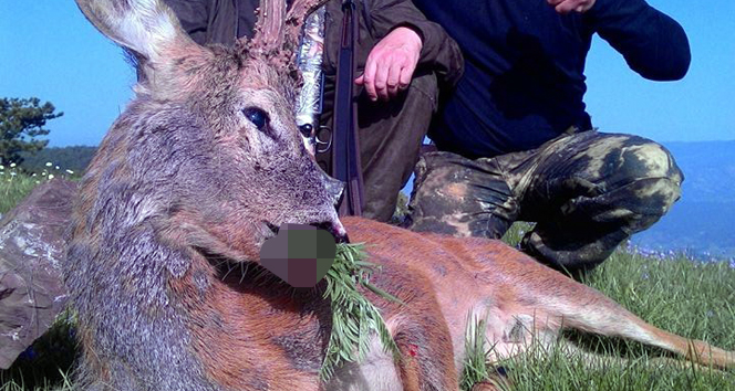 Çorum'un Kargı İlçesinde Av Turizmi Kapsamında İlk Karaca Vuruldu