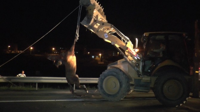 Tekirdağ Çerkezköy'de Yaralı Atın İyileşmesine Karşı Çıkanlar Oldu