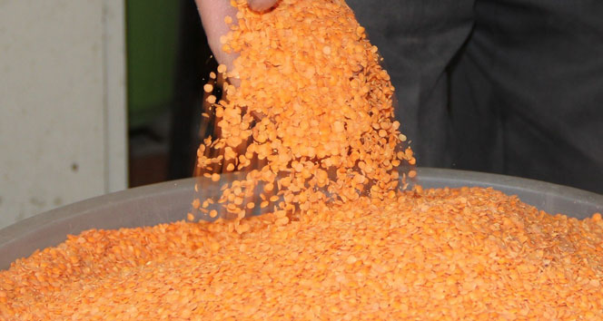 Mardin Kızıltepe'de Kırmızı Mercimek Üretimi Azalıyor