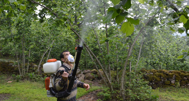 Ordu'da Fındık Üreticileri İçin Yeşil Kokarcası Eğitimi Başlatıldı