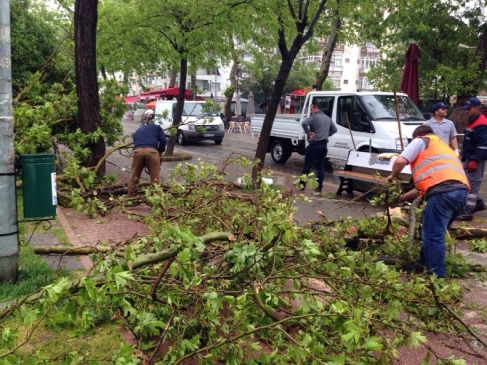 Yalova'da Akşam Saatlerinde Meydana Gelen Fırtına Sonrası Ağaç Dalları Temizlendi