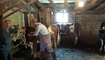 Çaycuma'da Şap ve Kuduz Aşılaması İle Hayvan Sağlığı Güçlendiriliyor