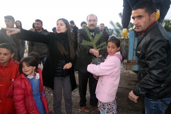Diyadin Belediyesi, 1600 Çam Fidanını Ücretsiz Olarak Dağıttı