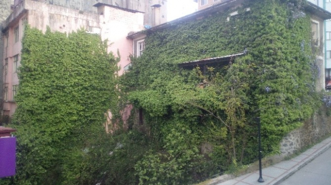Rize Merkez'de Yer Alan Terk Edilmiş Bina Sarmaşıklarla Kaplandı