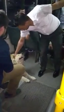 Isparta'da Halk Otobüsüne Binen Köpek Yolcuları Şaşırttı