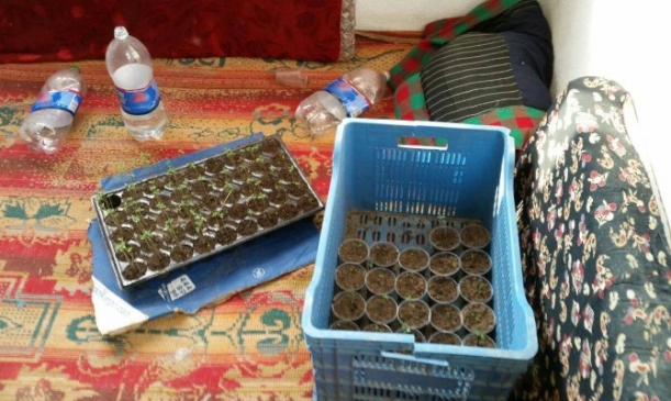 Edirne Keşan'da Kenevir Yetiştiren İki Kişi Gözaltına Alındı