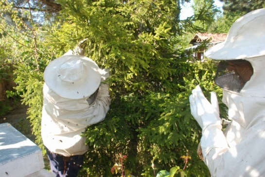 Tokat Merkez Kemer Mahallesi'nde Kaçan Bal Arıları Yakalandı