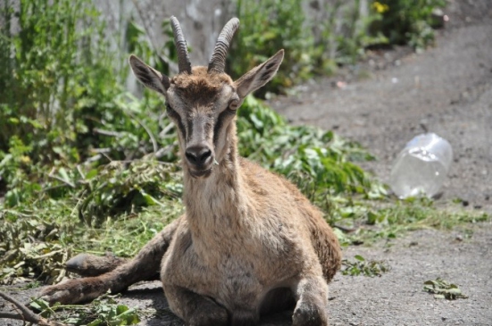 Tunceli Pülümür'de Bulunan Yaralı Dağ Keçisi Tedavi Altına Alındı