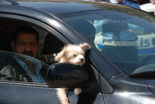 Tokat Merkez'de Süs Köpeğinin Otomobildeki Sevimli Anları Objektiflere Yansıdı