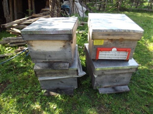 Giresun Espiye'de Arı Hırsızlığı Olayına Karışan Şüpheliler Tutuklandı